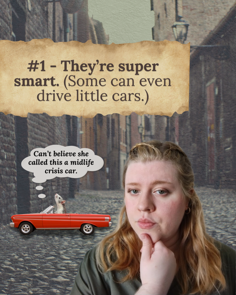 Illustration explaining that rats are highly intelligent animals capable of solving puzzles, remembering solutions, and even learning to drive tiny cars.