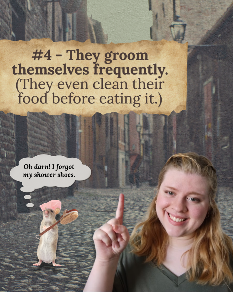Illustration explaining that rats spend much of their day grooming themselves, each other, and even cleaning their food.
