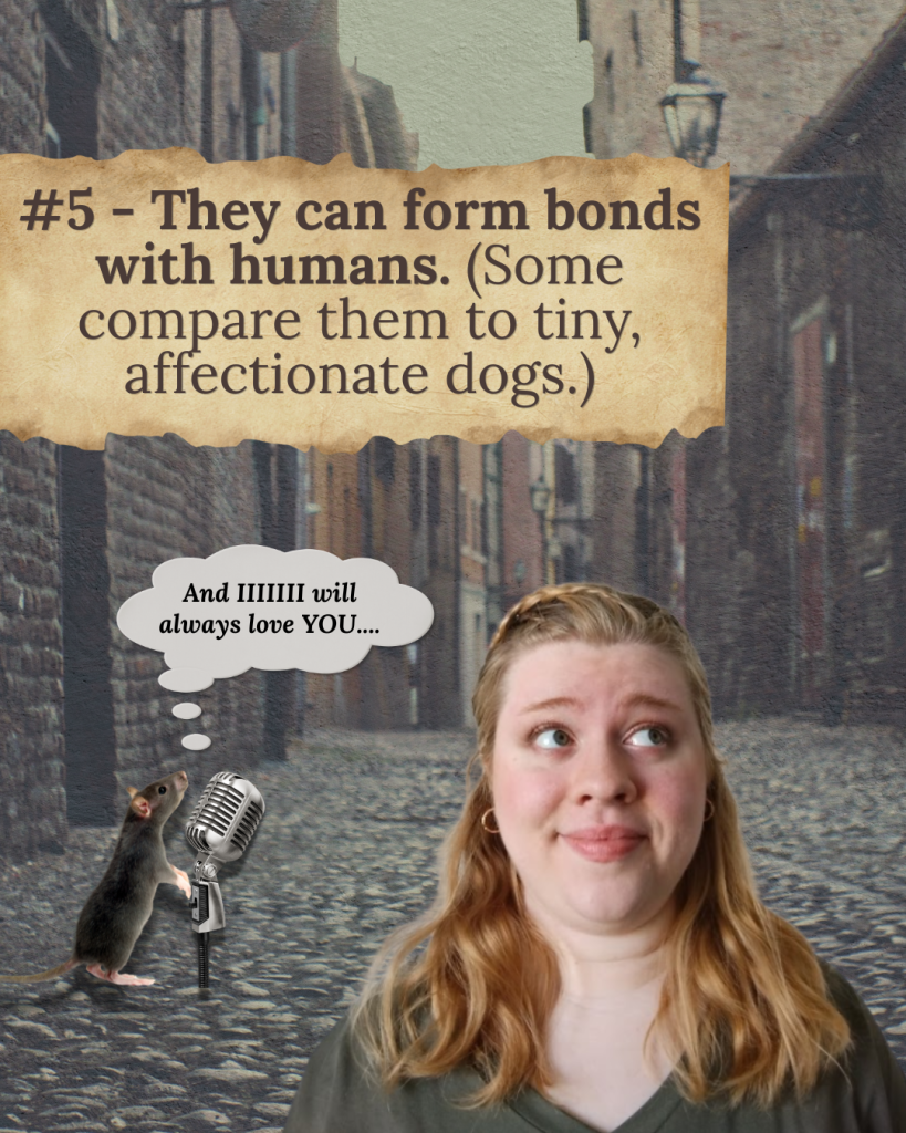 Illustration showing that rats recognize favorite people, enjoy affection, and form strong bonds with humans.