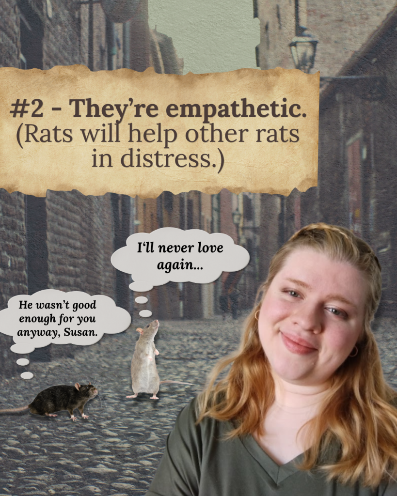 Graphic explaining that rats help other rats in need and display empathy without expecting rewards.